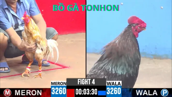 Trường gà Tonhon